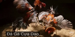 da ga cua dao 2